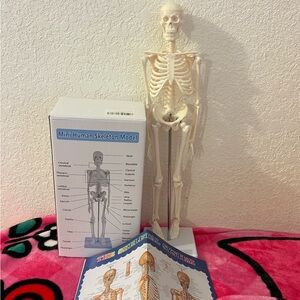 Mini Replica Human Skeleton for Anatomical Studies